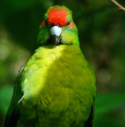 Kākārikii