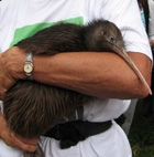 Kiwi