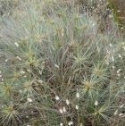 Dune Plants brochure